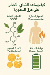 الشاي الأخضر: كيف يساعد على حرق الدهون؟ وما الجرعة الفعالة؟